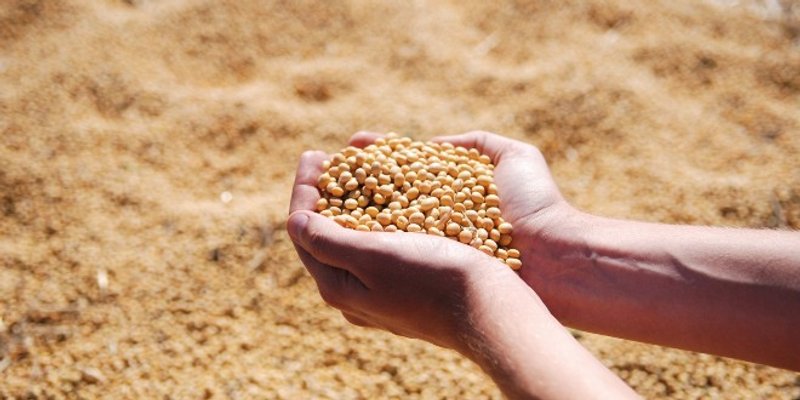 Hrvatska druga u EU po certificiranim količinama soje