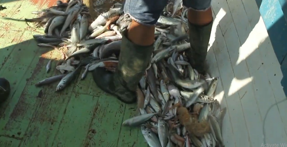 RIBARI BI MOGLI OČISTITI JADRAN? Možda, ako im se prestane naplaćivati zbrinjavanje otpada koji im zapne u mrežama