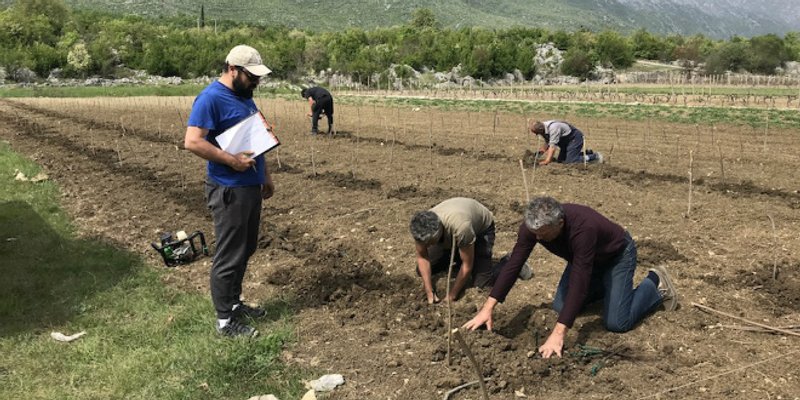U vrgorskom vinogorju podignut matičnjak bezvirusnih, autohtonih sorti Zlatarice i Trnka