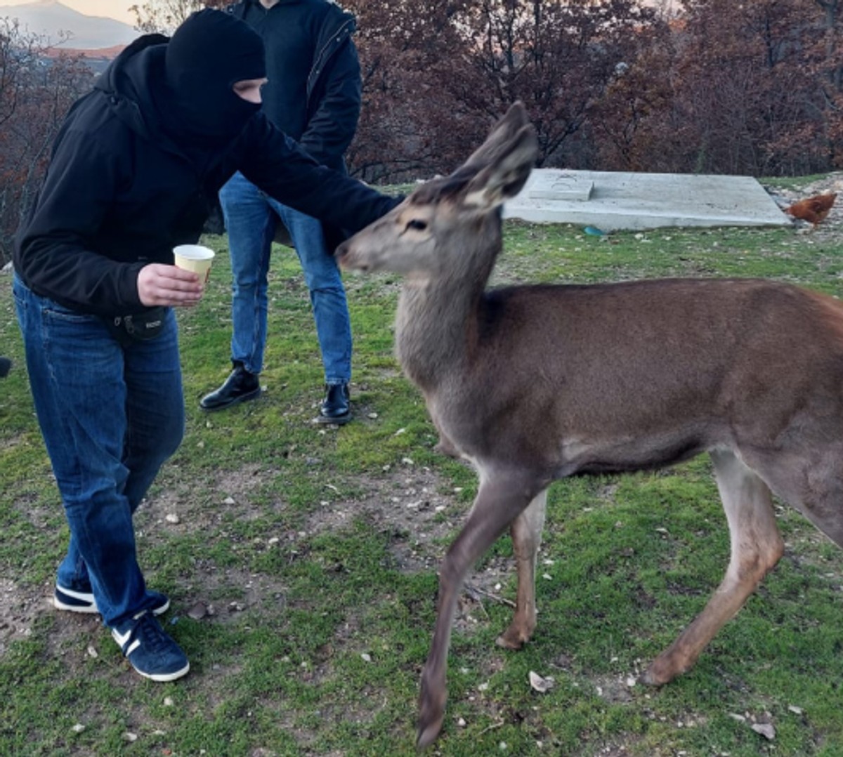VIDEO IZ TRILJSKOG KRAJA Srna tuče huligana? Ne, srna želi kavu...