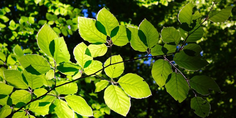 NP PAKLENICA Za posvojiti bukvu trebalo je biti kreativan