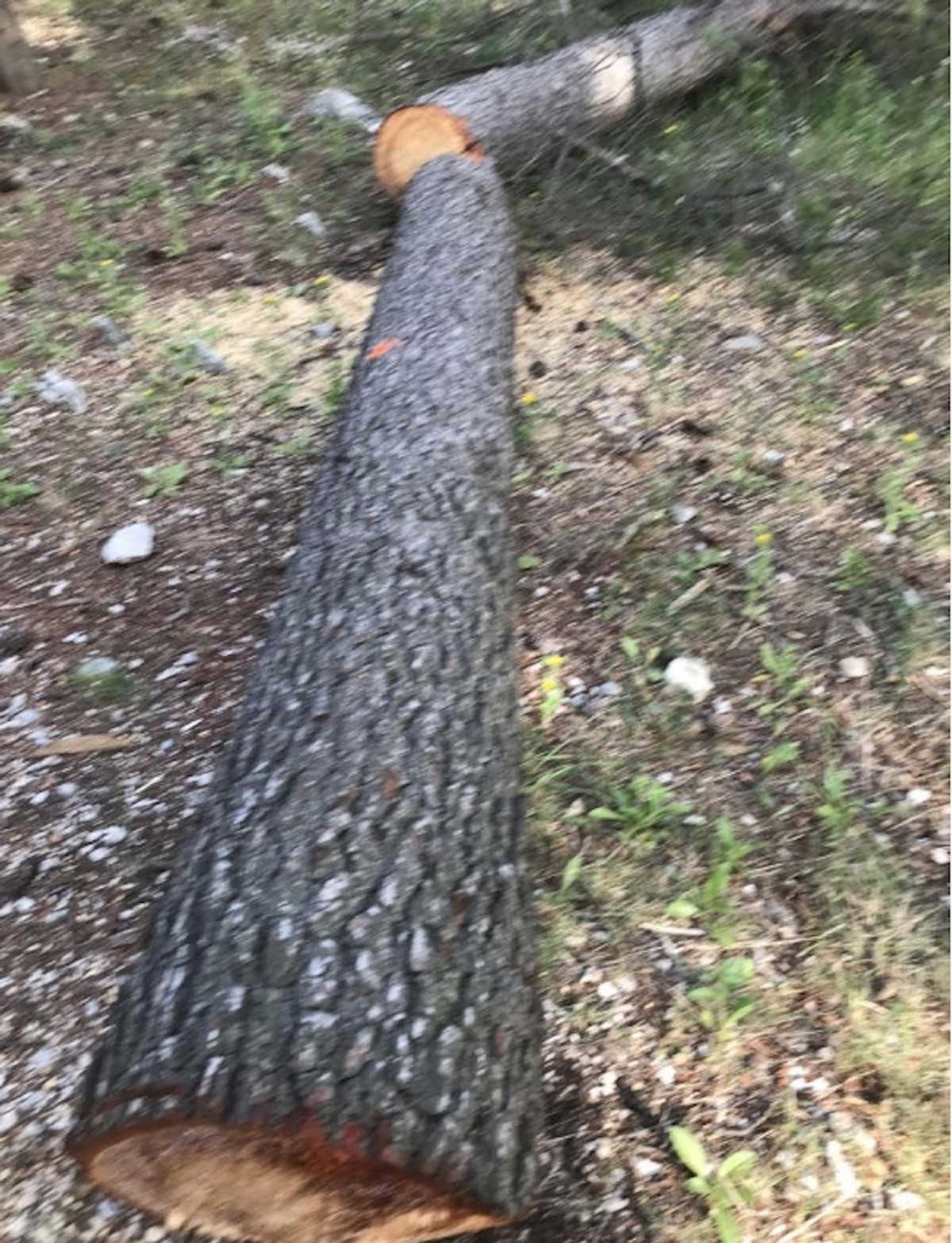 DR. SMODLAKA: Na Marjanu se nije ništa promijenilo samo se sada zatiranje zdravih borova odvija na puno podmukliji način