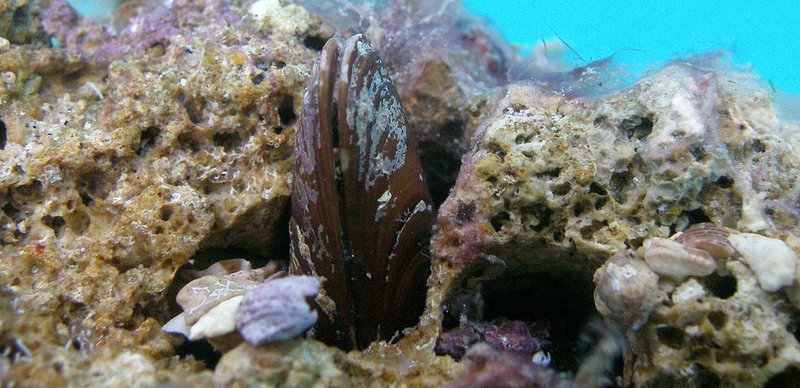 UGROŽENA ŠKOLJKA ALI ČESTO NA TANJURIMA Prstacima za rast do pune veličine treba i do 100 godina