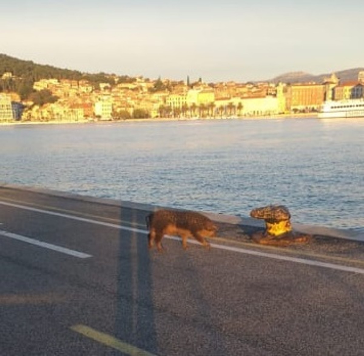 NEVJEROJATAN PRIZOR Splitskom Trajektnom lukom danas je šetao - vepar