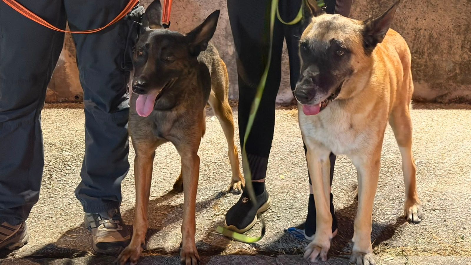 ULTRA PSEĆA PATROLA Rita i Rex nanjuše svaki problem