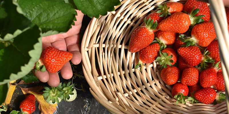 Dan vrgoračkih jagoda: Andrea Šušnjara zasladit će večer nezaboravnim hitovima grupe Magazin