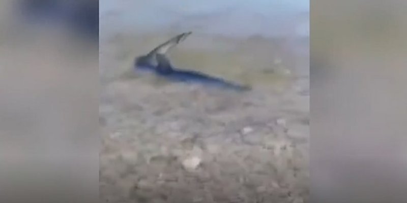 RTL o morskom psu na Korčuli, potkrala im se mala greška