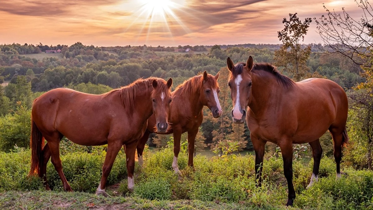 Vino opušta, a priroda smiruje - Doživljaj više čeka vas u Bjelovarsko-bilogorskoj županiji