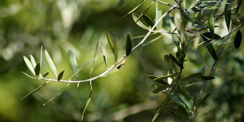 Netko u Vrpolju ispilao grane maslina, šteta je 500 eura