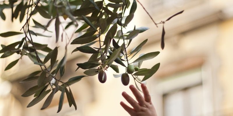 Danas je Cvjetnica ili Nedjelja Muke Gospodnje