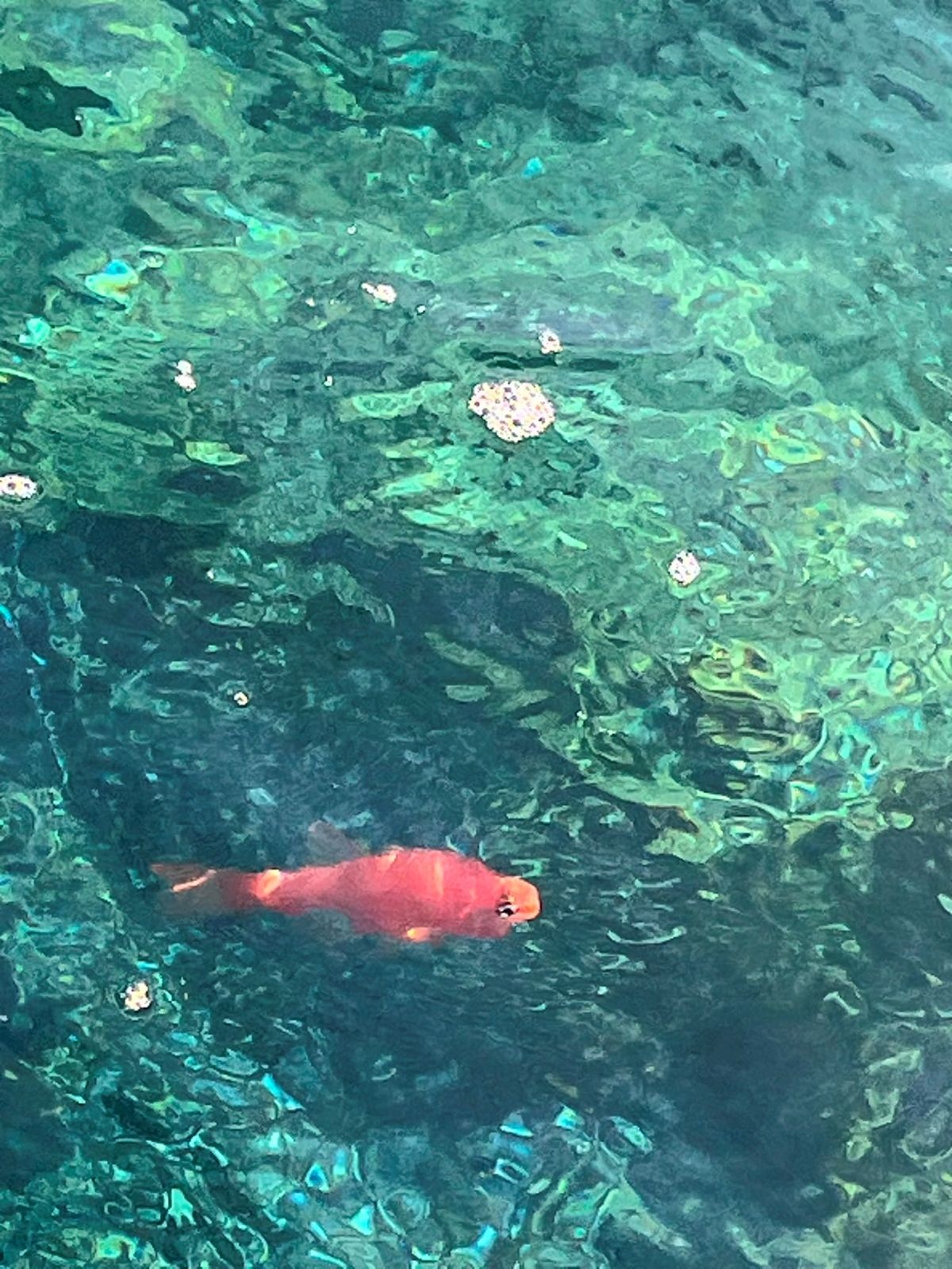 FOTO-UBOD Posebno zanimljiva riba uočena kod Brača, neuobičajeno se ponaša za vrijeme mrijesta