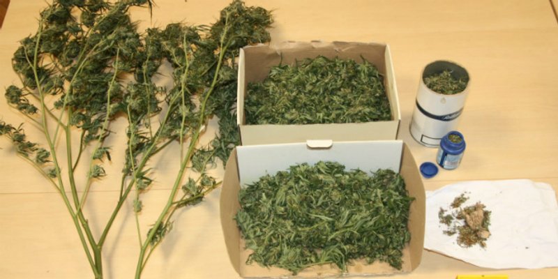 DROGA U SINJU Trojica prijavljena zbog marihuane