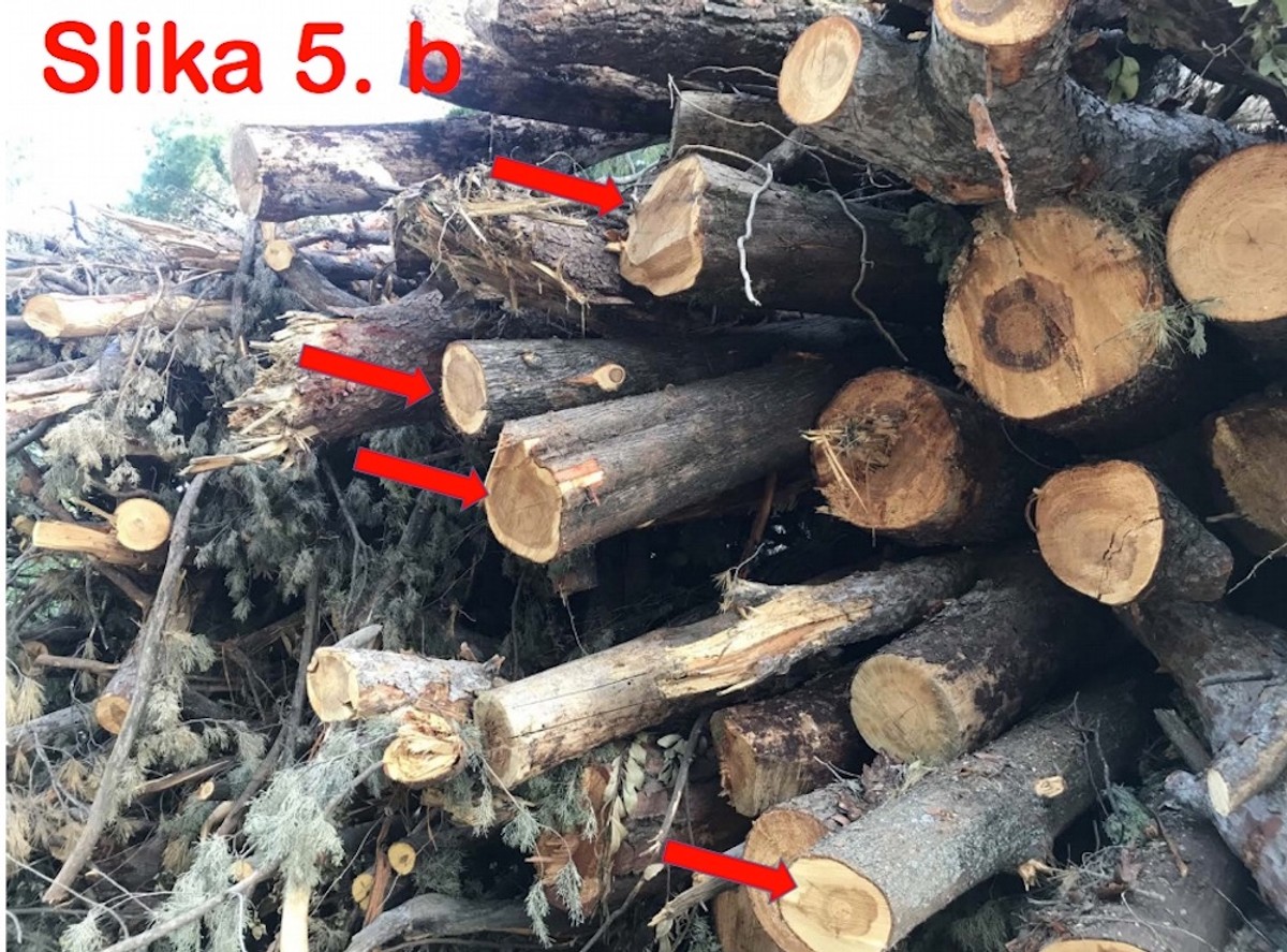 DR. SMODLAKA: Na Marjanu se nije ništa promijenilo samo se sada zatiranje zdravih borova odvija na puno podmukliji način