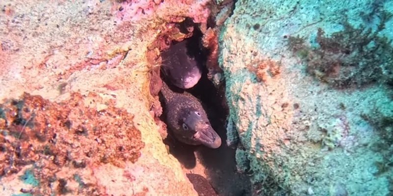 CLIMAREST Umjetni greben stvorio 'zajedničko kućanstvo': Pogledajte suživot murine i ugora