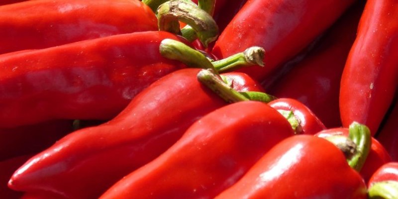 RECEPT Zapečene punjene paprike