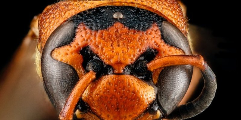 Azijski stršljen proširio se Europom: Ovako ih možete prepoznati 