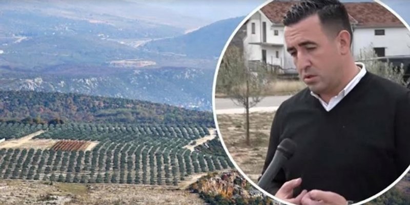 VELIKE PRIČE MALIH LJUDI Posadio skoro tisuću maslina u Hercegovini, svaki tjedan dolazi iz Njemačke u maslinik