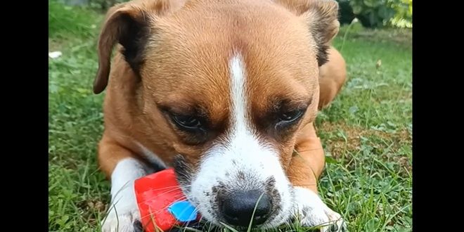 VRAĆALI SU GA ČAK 5 PUTA: Svi su govorili da je 'velika obaveza'