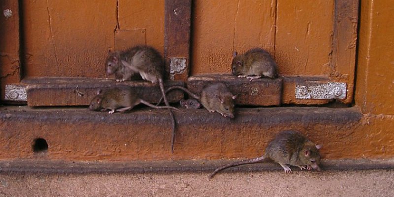 Splitski vatrogasci u stanu tražili pantaganu