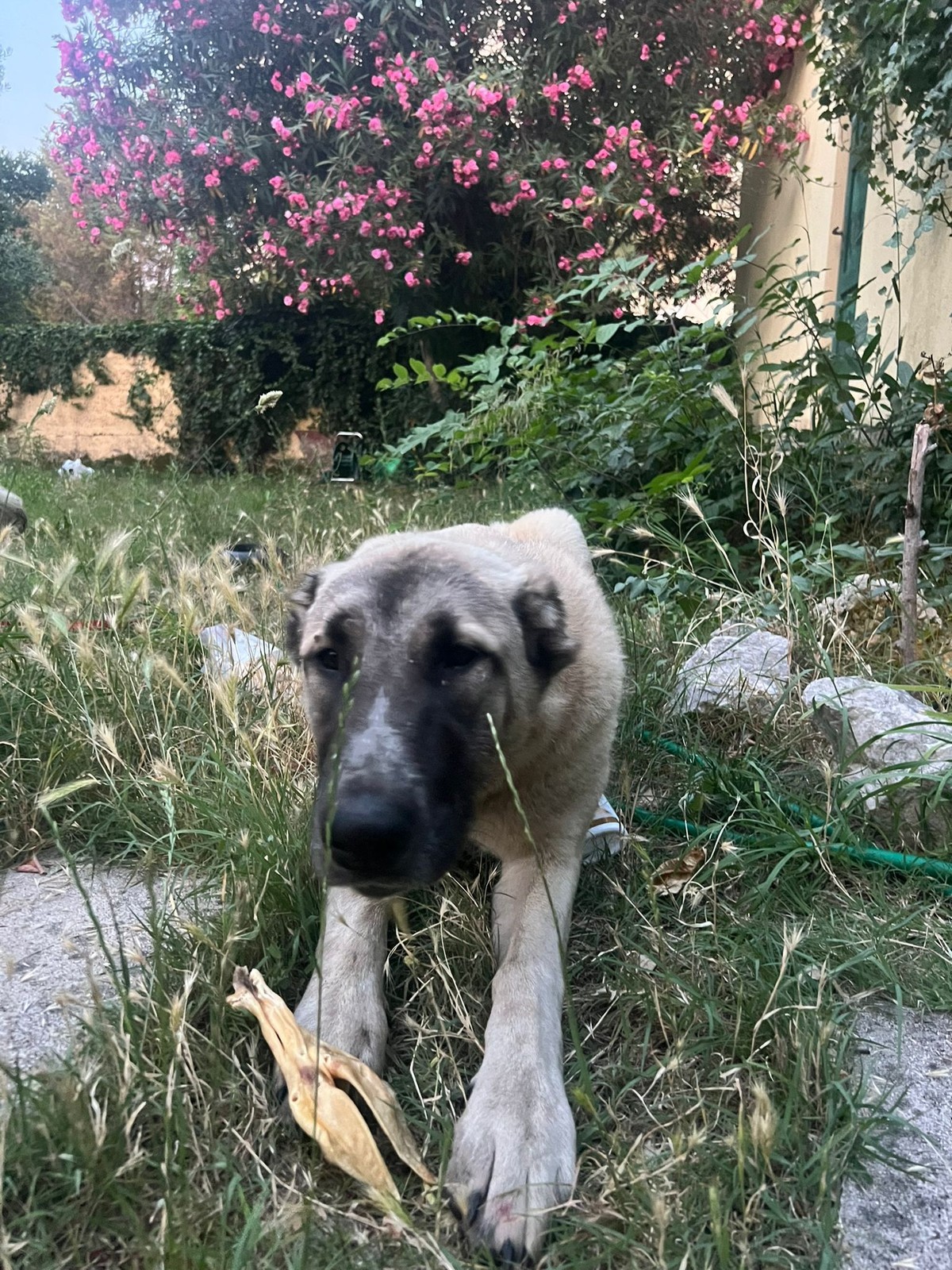 NAPUŠTENI UZ CESTU Dva mlada psa spašena u posljednji trenutak, sada hitno traže dom