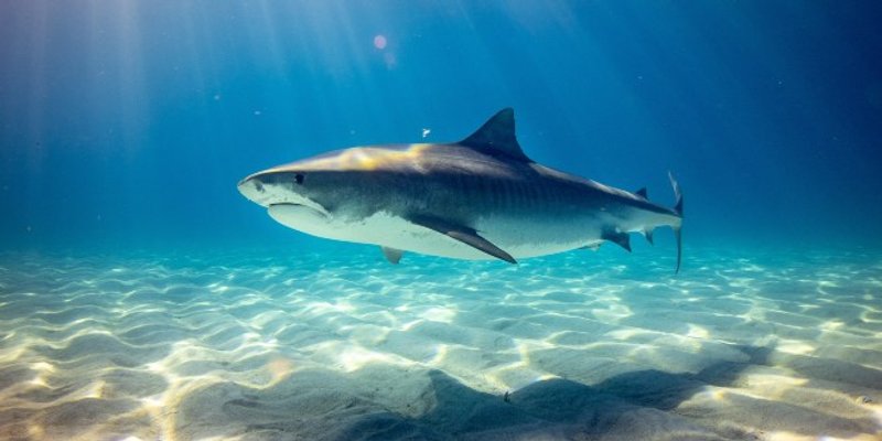 ZABRANILI PLIVANJE I SURFANJE NA OTOKU Morski psi ubili 11 ljudi u 11 godina