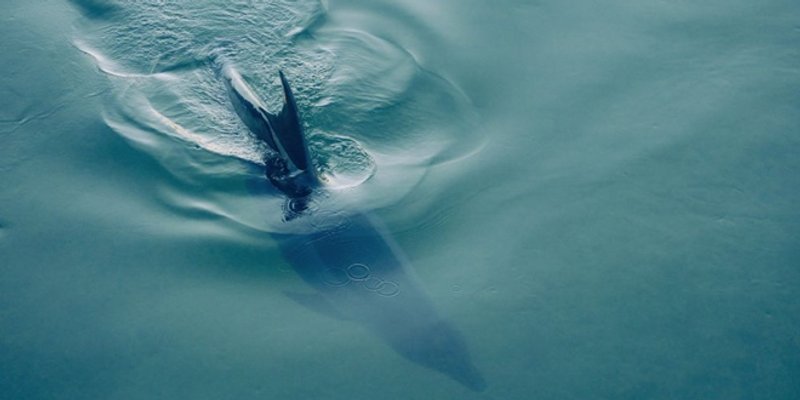 TUŽAN KRAJ PRIČE Dupinica iz Jadra rodila mrtvo mladunče