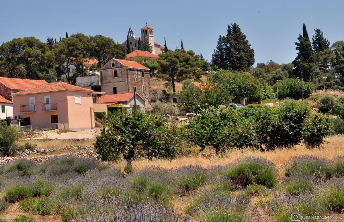 3. Wine, olive & heritage festival | foto: Julio Frangen, TZ Jelsa