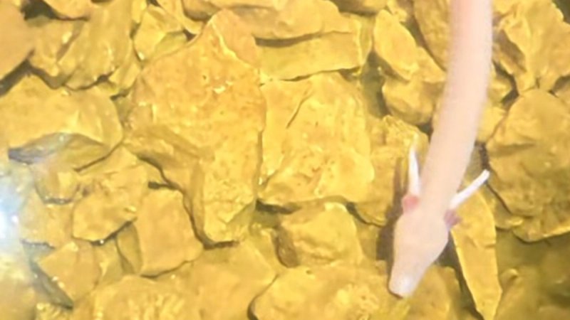 VIDEO Nevjerojatni prizori iz podzemlja Hercegovine: Speleolozi naišli na velik broj čovječjih ribica u jami Golubinka