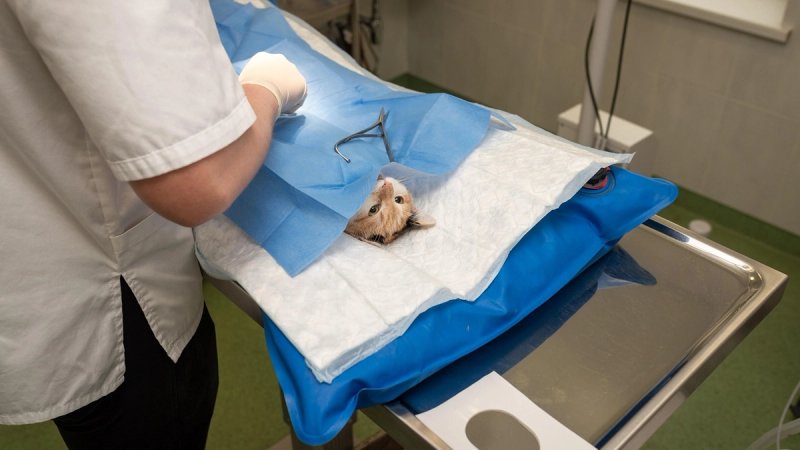 Veterinarska komora traži izuzeće od isticanja 'sidrenih cijena': 'Naše usluge nisu unaprijed određene jednim iznosom'