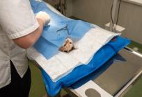 Veterinarska komora traži izuzeće od isticanja 'sidrenih cijena': 'Naše usluge nisu unaprijed određene jednim iznosom'