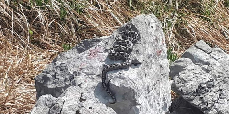 U Hrvatskoj žive tri zmije otrovnice, evo što učiniti ako vas ugrizu