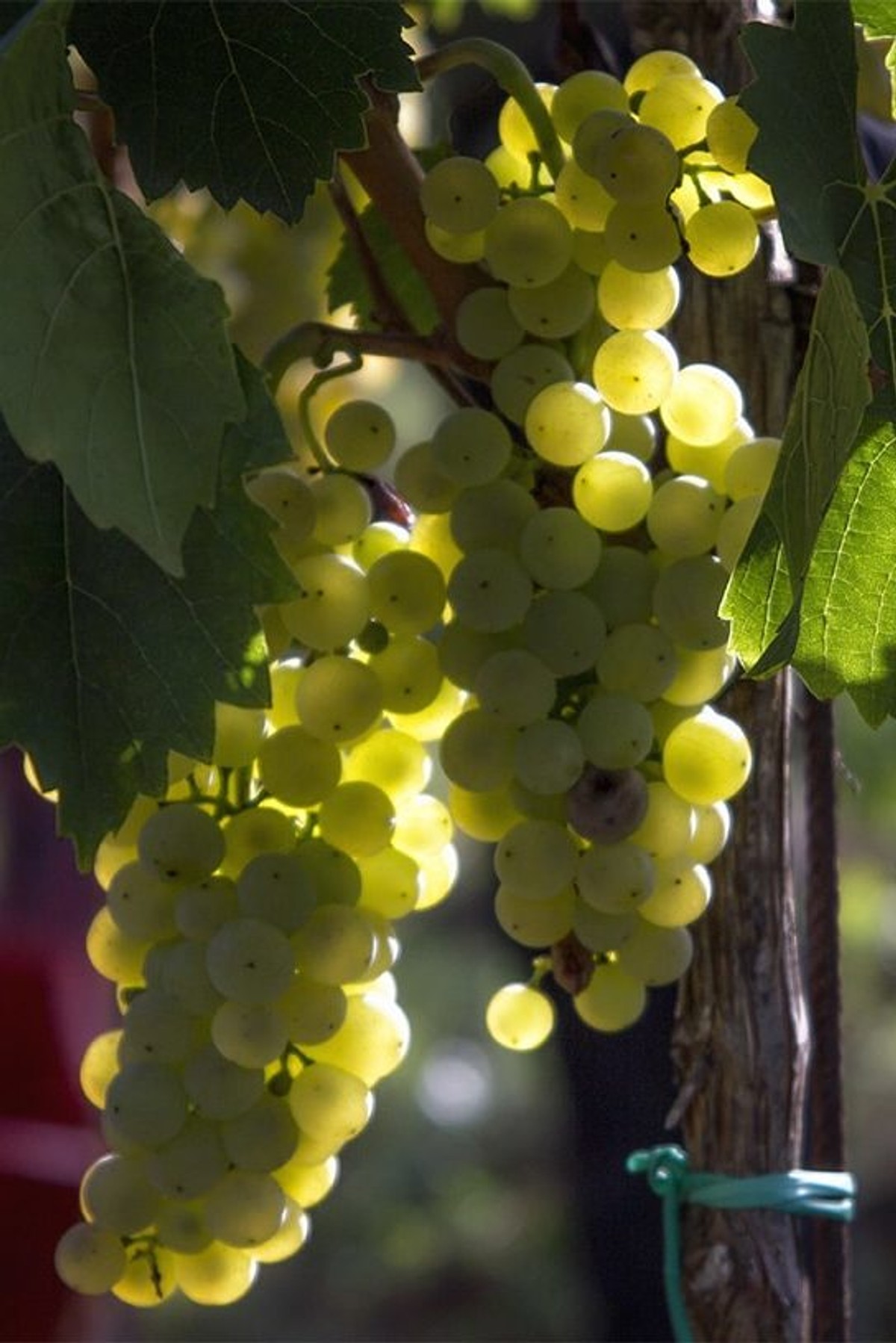 Dani Motovuna u vinskom restoranu Noir 