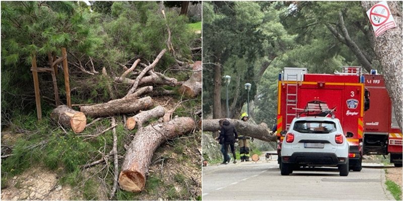 Veliki bor pao na cestu na Marjanu: 'Stablo je bilo zdravo, srušili su ga naleti vjetra'
