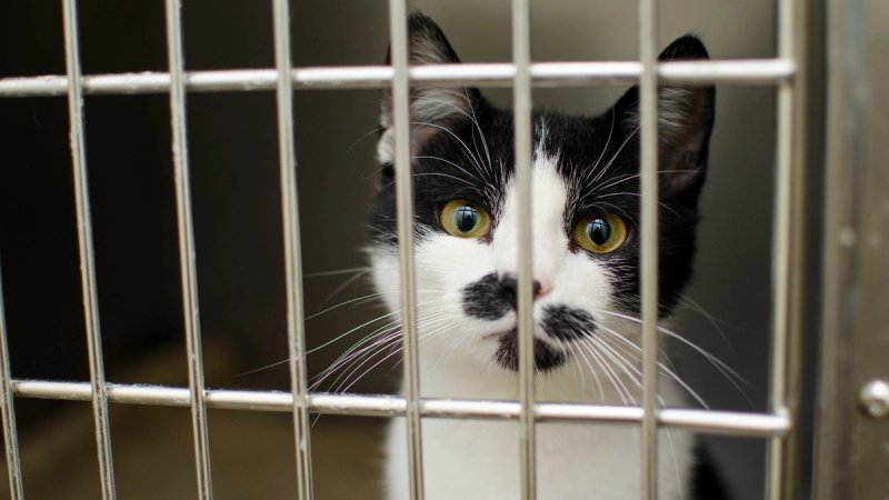 Više od devet milijuna životinja godišnje umire u bolnim pokusima