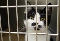 Više od devet milijuna životinja godišnje umire u bolnim pokusima