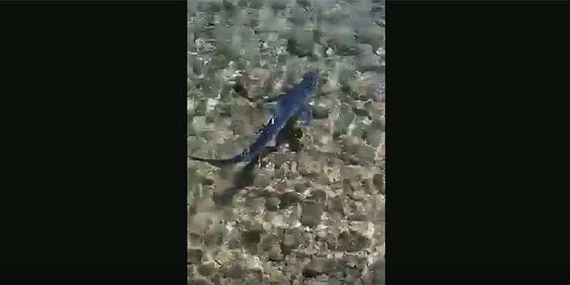 NESVAKIDAŠNJI PRIZOR Modrulj na Visu na pola metra dubine