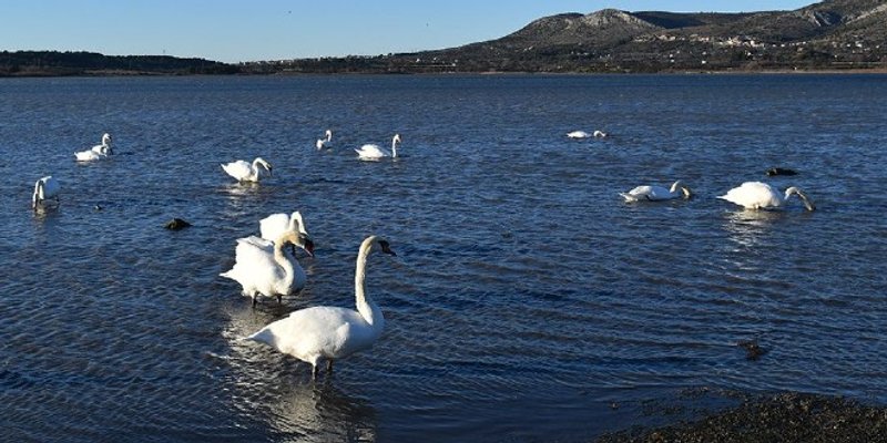PTIČJA GRIPA Potvrđen novi slučaj opasnog virusa u Hrvatskoj