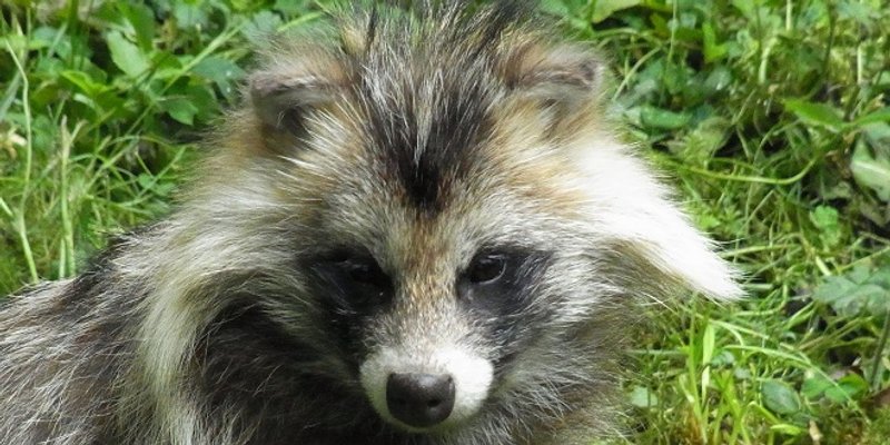 Novi zaokret u raspravi o porijeklu COVID-19