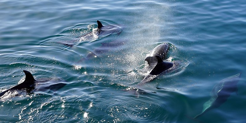 VIDEO Igra dupina ispred Obojene