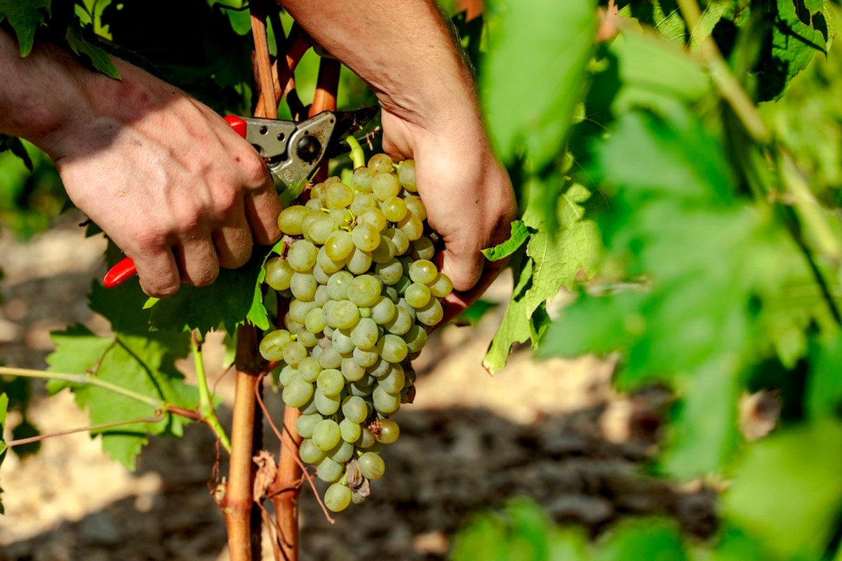 FOTO Vinarija Markus odradila je prvu berbu na Šolti: Kadrovi su impresivni