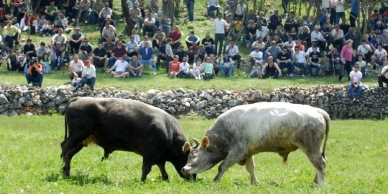 U subotu i nedjelju Koride u Radošiću