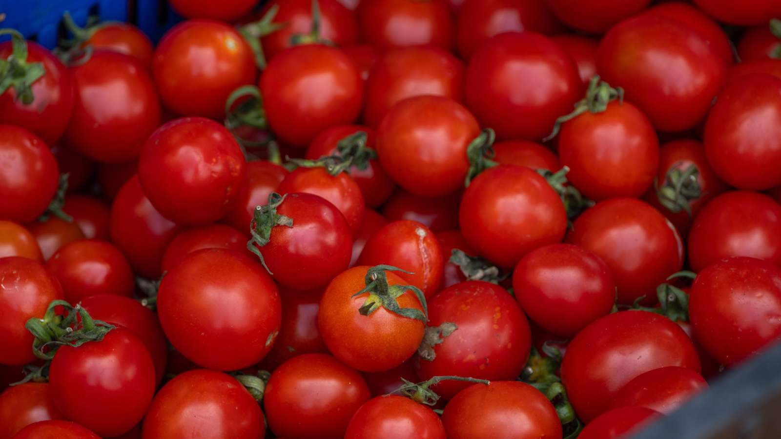 Salmonela u Istri i Primorju: Ugostitelji nabavljali sporne rajčice iz Italije, zabilježen i porast zaraza