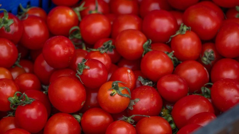 Salmonela u Istri i Primorju: Ugostitelji nabavljali sporne rajčice iz Italije, zabilježen i porast zaraza