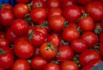 Salmonela u Istri i Primorju: Ugostitelji nabavljali sporne rajčice iz Italije, zabilježen i porast zaraza