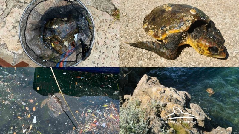 U tri dana spašene četiri morske kornjače