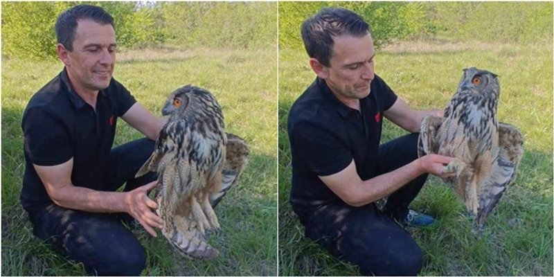 FOTOGALERIJA Ranjena sova ušara pronađena u Vukšiću