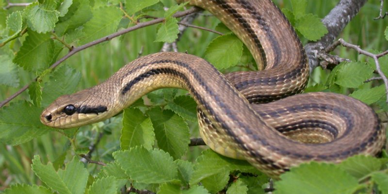 VATROGASCI U kući u Klisu uhvatili zmiju