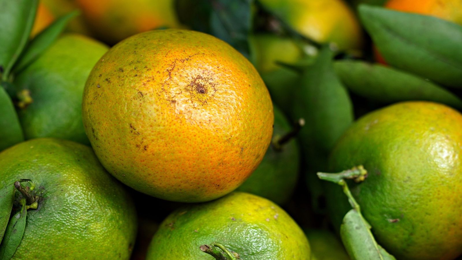 Bliži se berba mandarina u Dolini Neretve