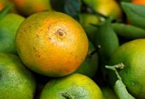 Bliži se berba mandarina u Dolini Neretve