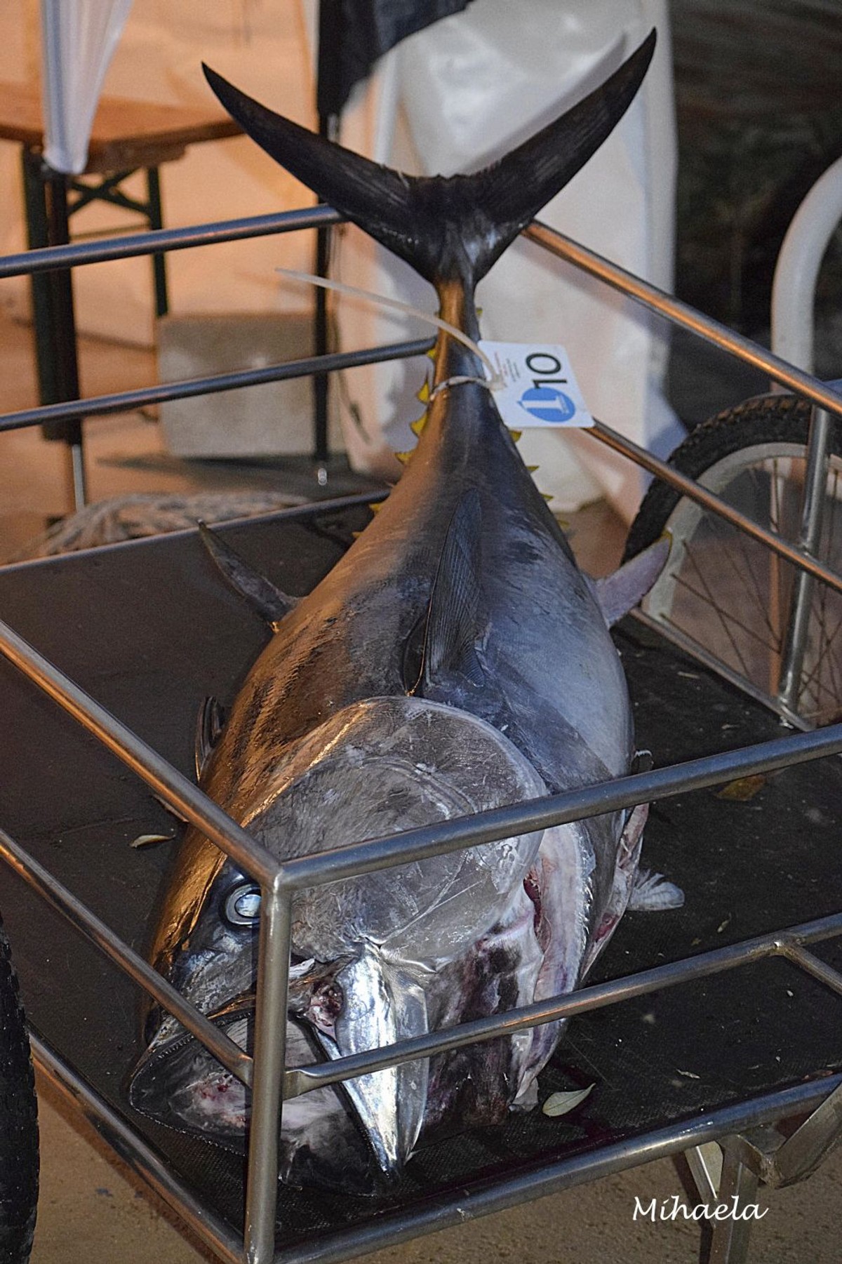 Big game fishing Silba 2023. | foto: Mihaela Miškić